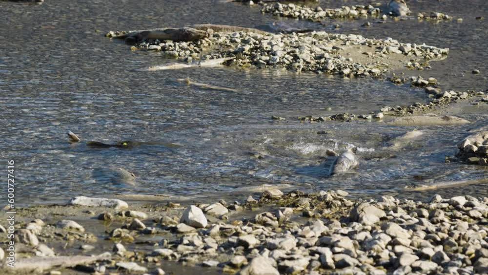 Salmon dying in shallows of river stream, post-spawning death. Fraser Valley Salmon dying in shallows of river stream, post-spawning death. Fraser Valley