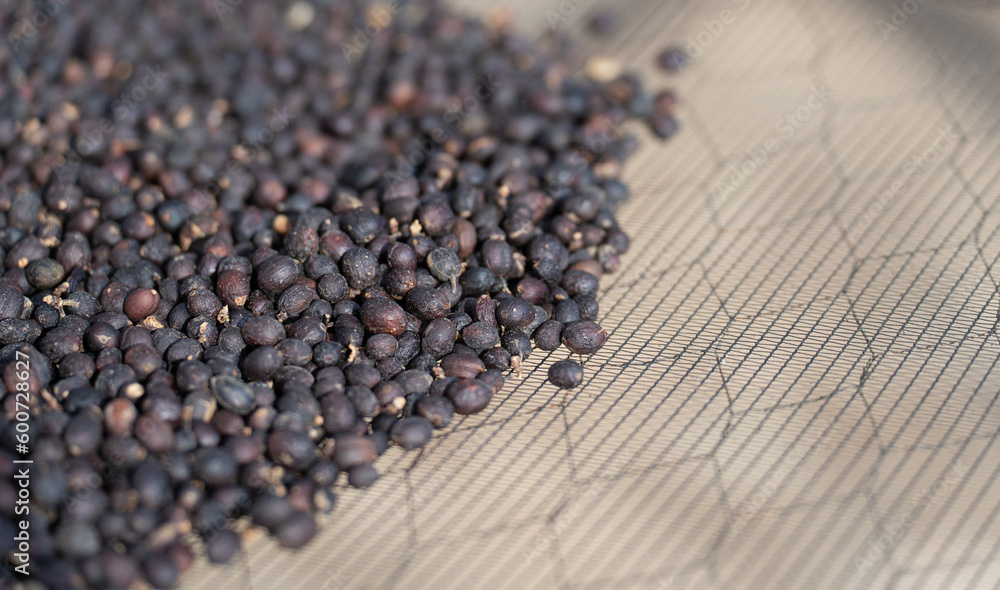 Dark Coffee Berries in Drying Rack, Fresh and Organic