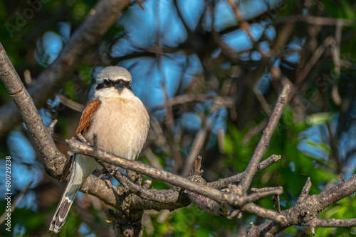 great spotted woodpecker on a branch