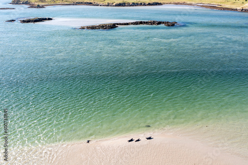 Seals swimming and and resting at Gweebarra bay - County Donegal  Ireland