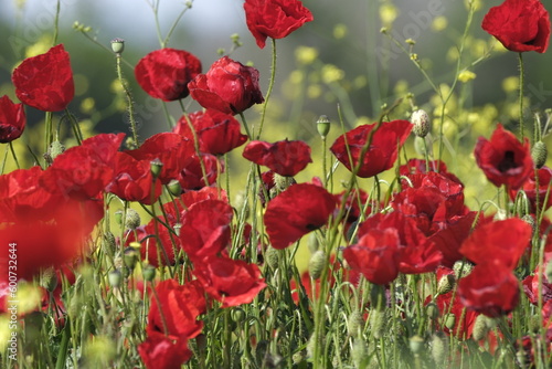 red poppies in the field