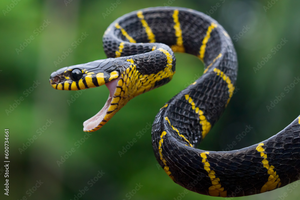Boiga snake dendrophila yellow ringed closeup, Head of Boiga dendrophila, animal closeup Boiga snake dendrophila yellow ringed closeup, Head of Boiga dendrophila, animal closeup