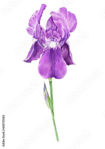 Fototapeta Naklejka Na Ścianę i Meble -  Iris purple flower, botanical illustration.
