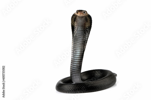 Naja sputatrix closeup on isolated background, Javanese cobra snake closeup in a defensive position