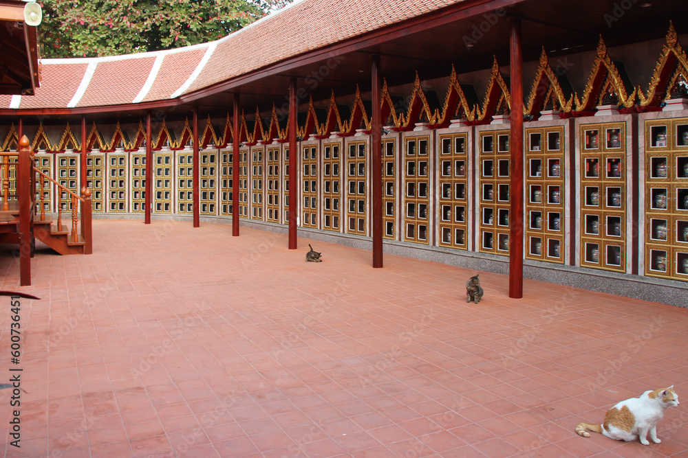 cats in a buddhist temple (Wat Intharavihan) in bangkok (thailand) - obrazy, fototapety, plakaty 