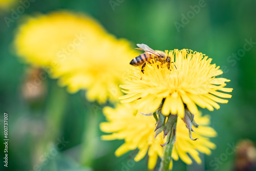 Small pollen-smeared bee on a yellow flower. Pollinator bee feeds on a dandelion. Importance of bees  environmental protection and climate emergency. Honey production and animal behavior.