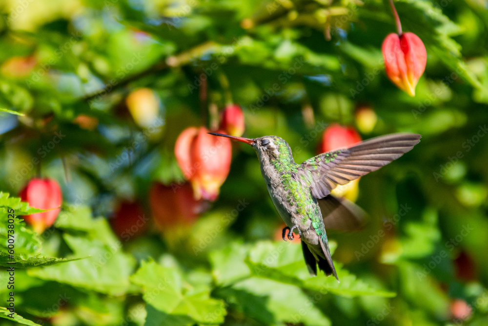 Obraz premium colibri
