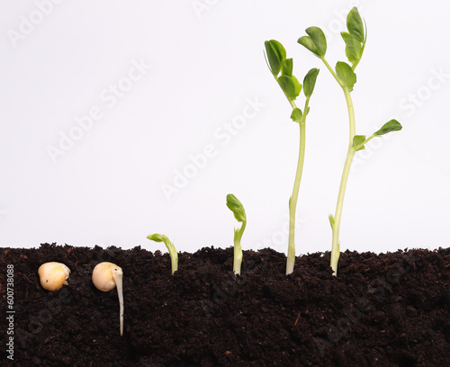 Sequence of grminating green pea seeds in soil (ID: 600738088)