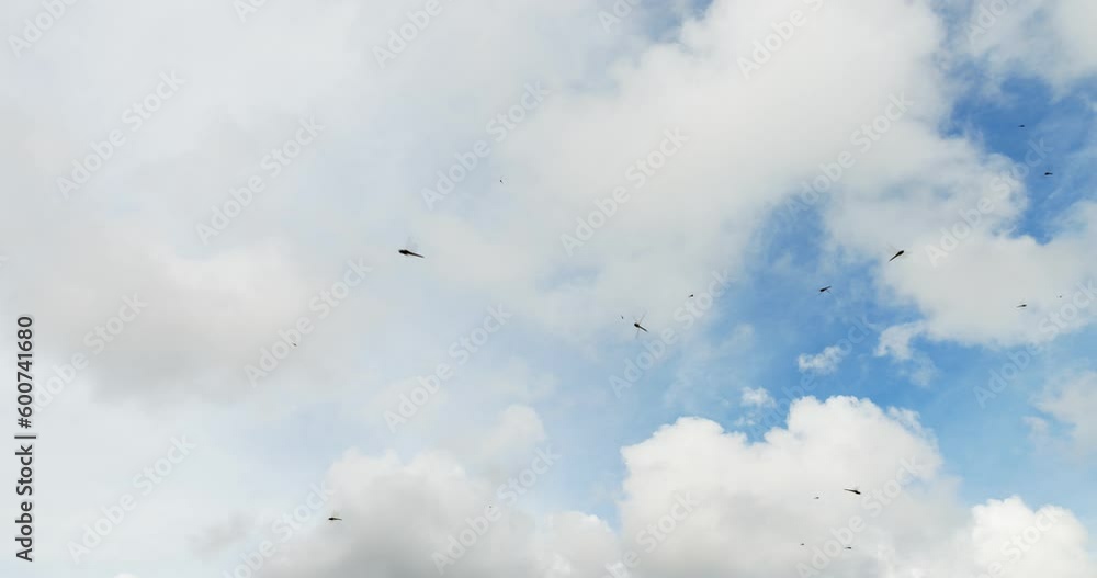 Many predatory insects in air, flock of dragonflies hunting small flies. Slow motion low angle shot, white clouds on background. Large dragon-flies maneuvering quickly, change direction of movement Many predatory insects in air, flock of dragonflies hunting small flies. Slow motion low angle shot, white clouds on background. Large dragon-flies maneuvering quickly, change direction of movement