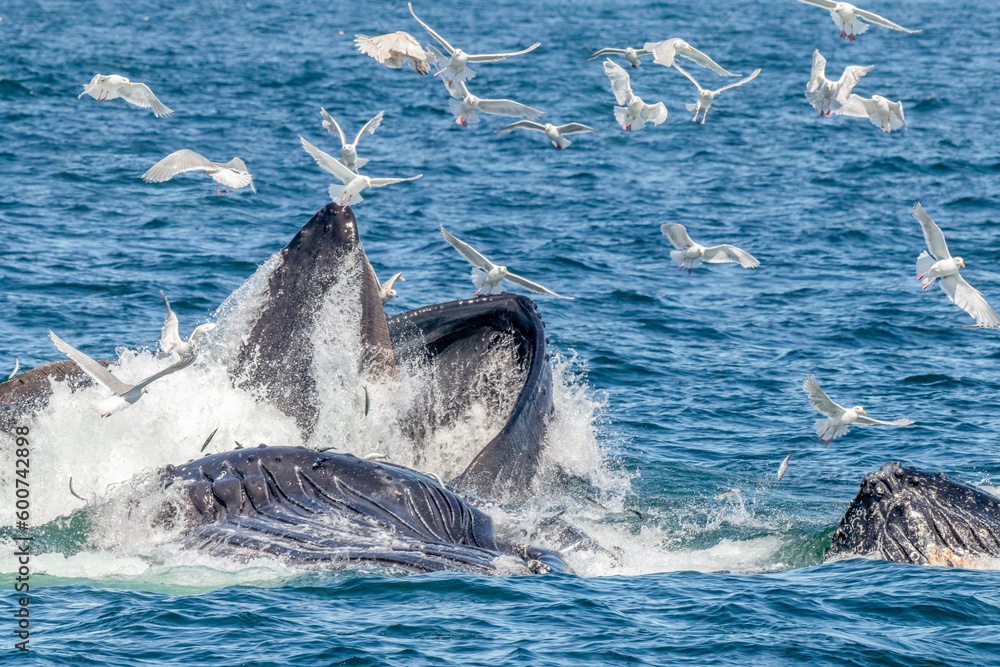 Fototapeta premium Humpback whale surfaces with birds swooping in to get fish along Kenai Fjords, Alaska
