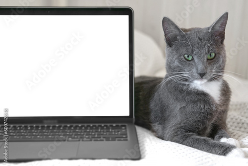 Laptop with white screen chromakey against Cat. Little gray cute sleepy Kitten. Online shopping, websites for pets, application. Mockup. Fluffy pet near white background with advertising copy space