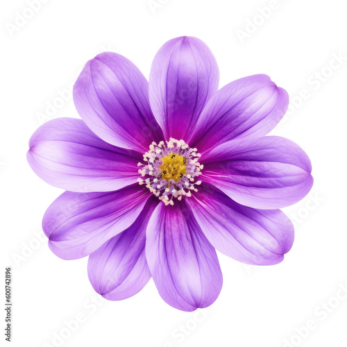 Beautiful purple flower isolated on white background. Flat lay, top view. Created with Generative AI tools