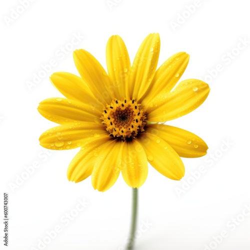 Beautiful yellow daisy flower isolated on white background. Created with Generative AI tools