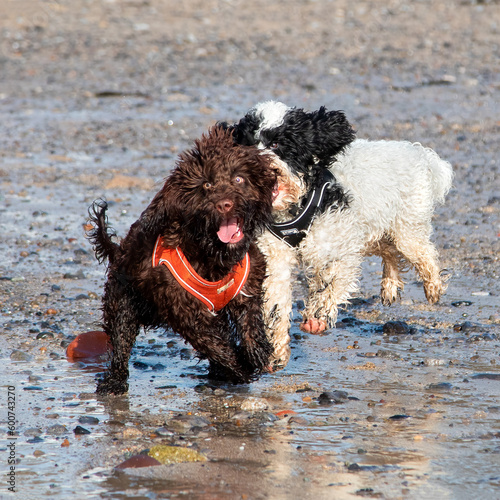 Shocked Sproodle puppy being chased by another puppy