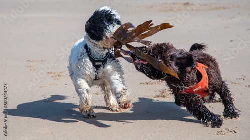 Sproodle puppies play fighting over seaweed on the beach