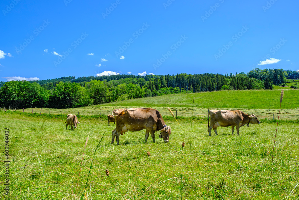 Grazing Cattle on a Pasture in Allgaeu, Germany