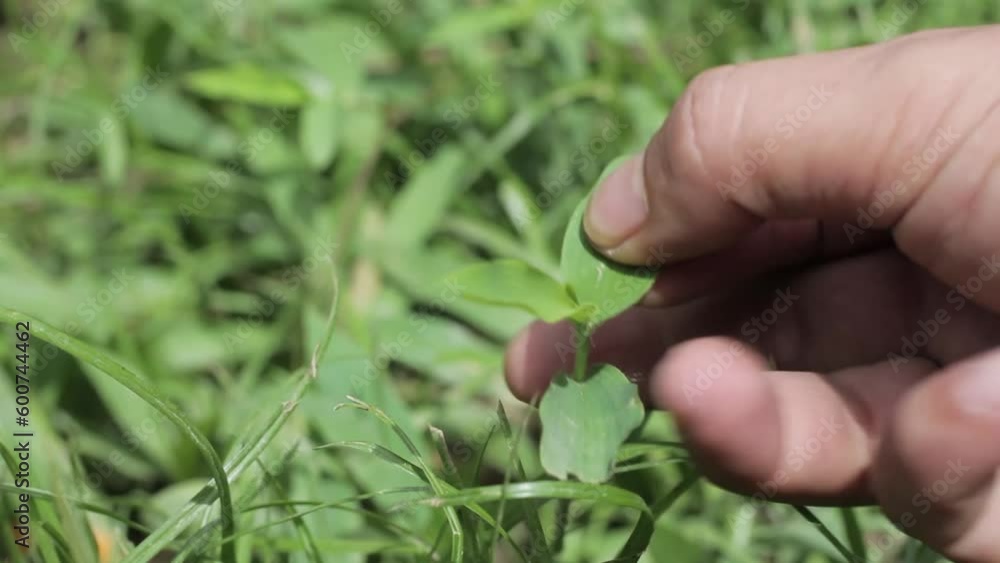 A man's hand picks grass. Fingers touching wild plants A man's hand picks grass. Fingers touching wild plants