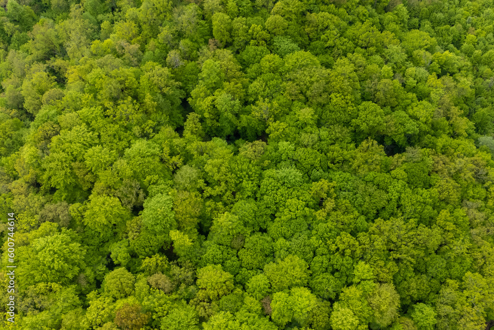 A top view above a green deciduous forest