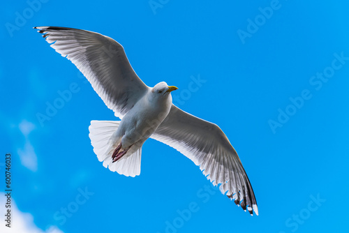 European Herring Gull, Larus argentatus	in fly

