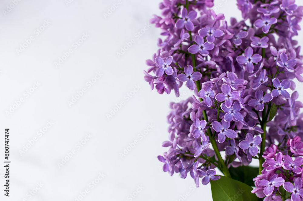 Lilacs on a white background. Postcard with text space Lilacs on a white background. Postcard with text space
