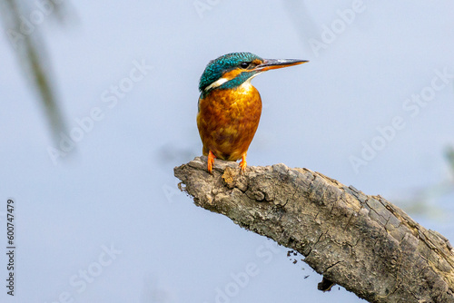 kingsfisher on a perch