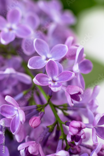 Macro photo of lilacs. Close-up spring postcard