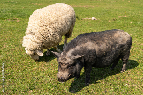 A black pig and a white sheep graze on a green field.