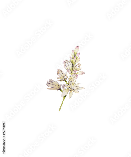 Watercolor tuberose. Hand drawn illustration is isolated on white. Blooming flower is perfect for women s perfume design  packaging  fabric prints  greeting card