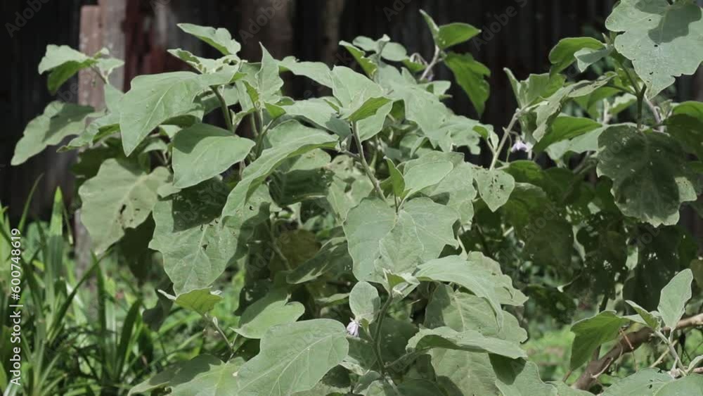Eggplant plants whose leaves have holes due to pest attack Eggplant plants whose leaves have holes due to pest attack