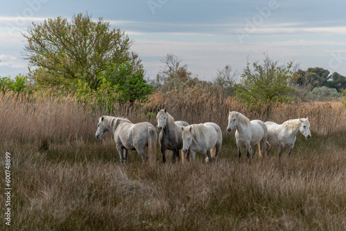 Fototapeta Naklejka Na Ścianę i Meble -  Camargue horses herd feeding in the marshes.