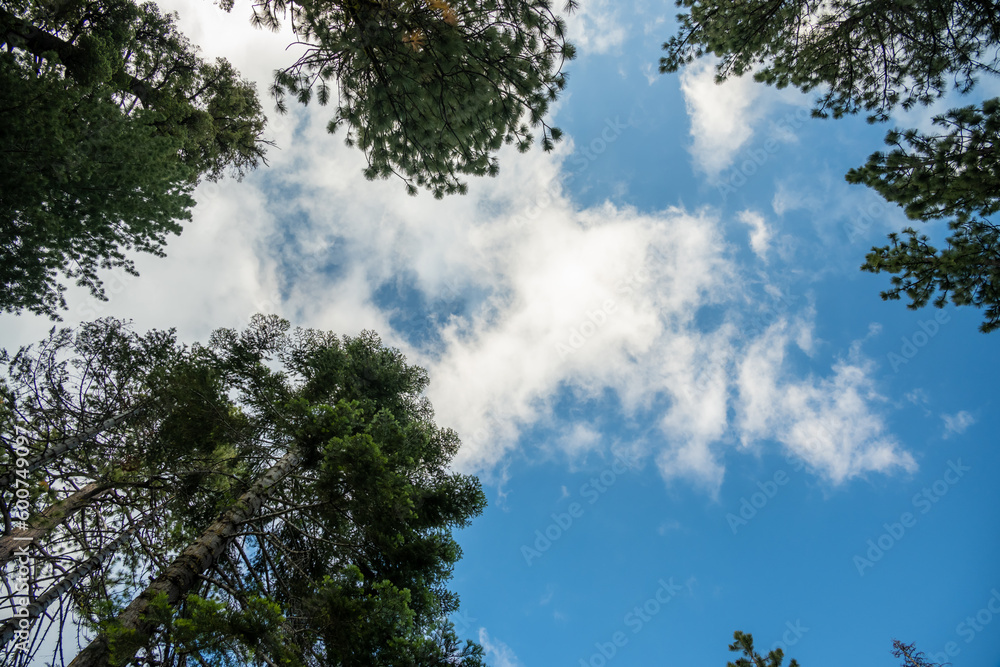 Fototapeta premium Looking Up to Clouds Floating Through Blue Sky Over Tall Pines