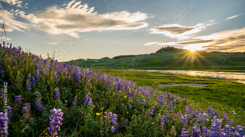 Fotografiet Lupin Bloom Along Yellowstone River In Hayden Valley