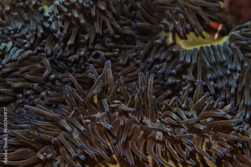 coral texture underwater background reef abstract sea coral texture underwater background reef abstract sea
