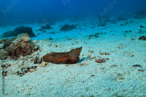 fishleaf underwater photo sea underwater photo scorpion fish photo