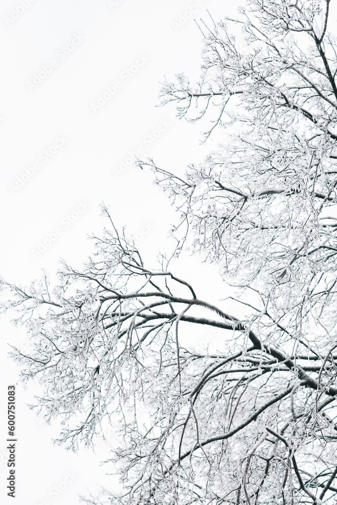 Fototapeta premium Frost covered tree during winter storm