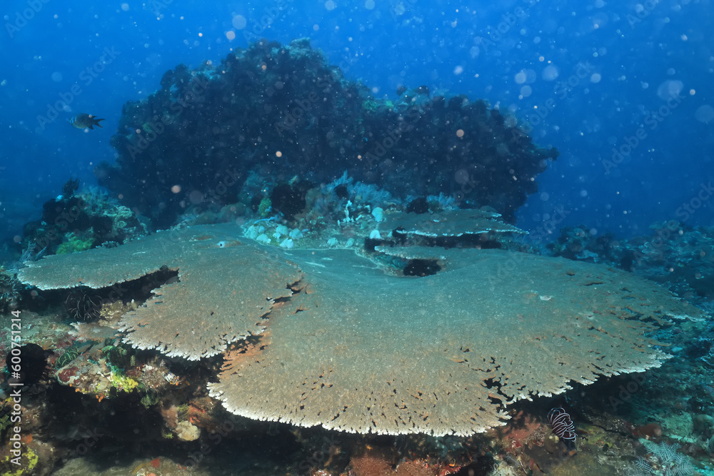 Fototapeta premium texture ocean floor background underwater surface