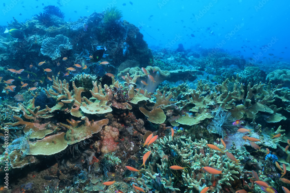 Fototapeta premium soft coral underwater background reef ocean