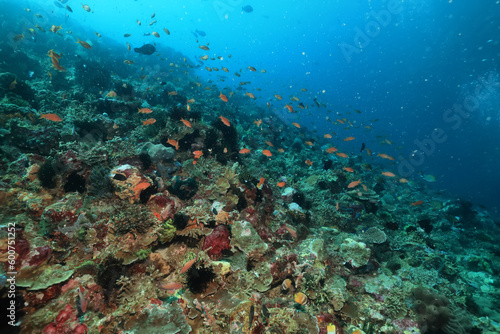 corals climate warming underwater background ocean problem © kichigin19
