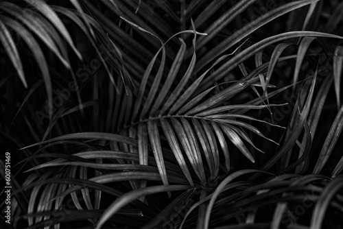 jungle leaves black and white wallpaper background pattern