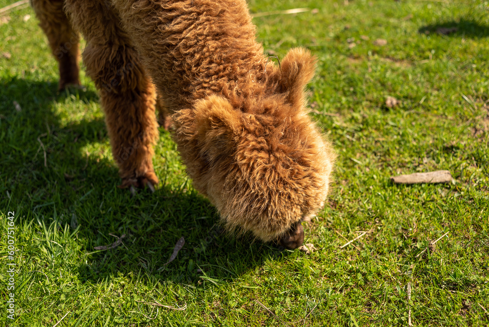 Brown alpaca free-range on a farm, on green grass.
