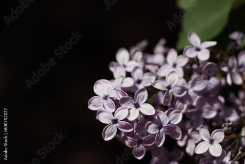 Close up beautiful purple lilac flowers.