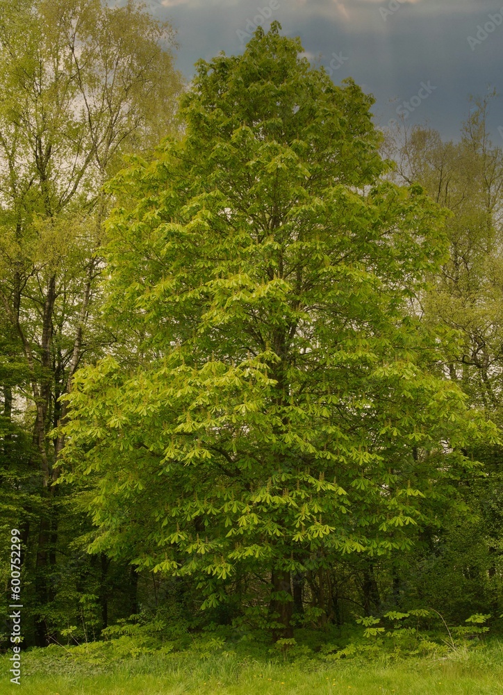 A beautiful chestnut tree by a lake in the evening light