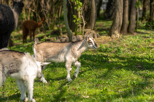 Fototapeta Naklejka Na Ścianę i Meble -  A small cute goat stands on a green field. Goat cub on farm