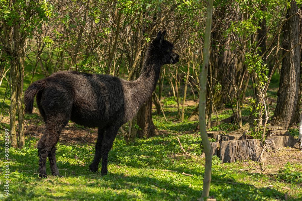 Fototapeta premium Brown alpaca free-range on a farm, on green grass.