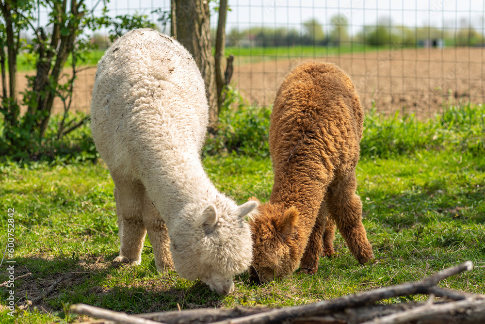 Brown alpaca free-range on a farm, on green grass. Brown alpaca free-range on a farm, on green grass.