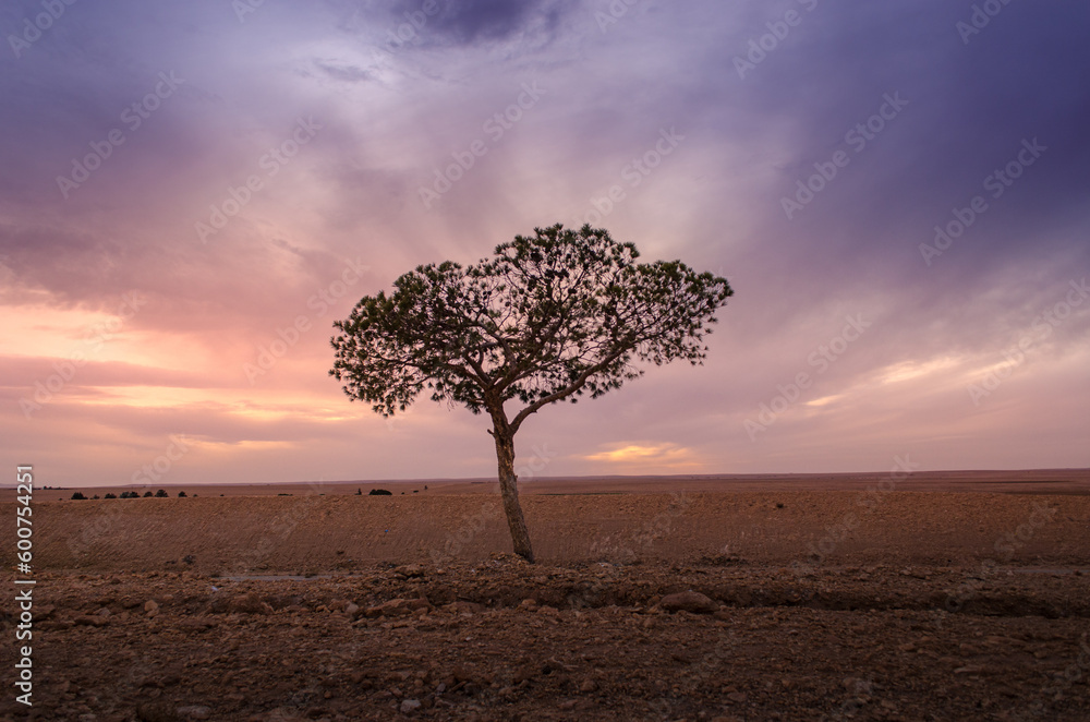 tree in the desert pn the sunset whit a creamy sly
