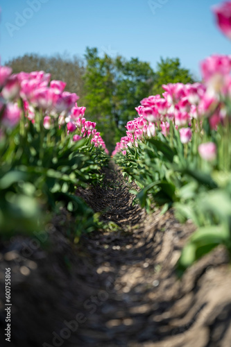 endless tulip field