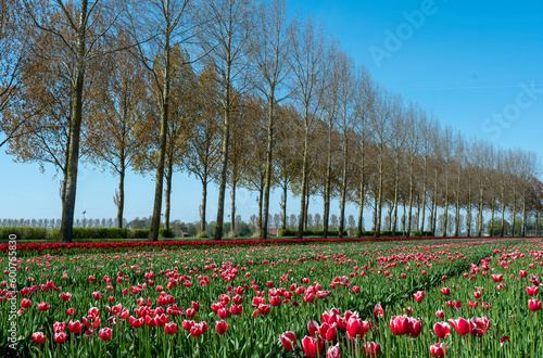 winding road with tulipfield