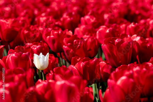 Tulip sollitair