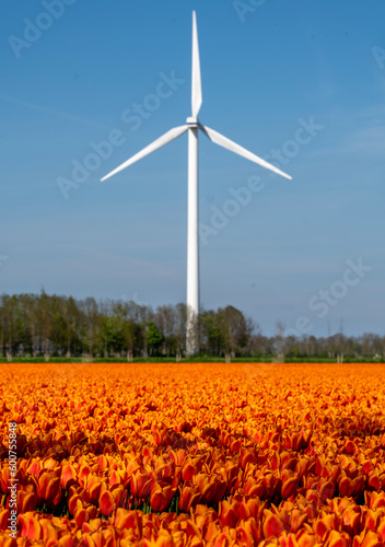 Windmill and orange tulips